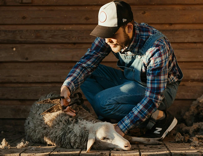 Fermier de la ferme Ametzalde à Lasse prenant soin d'une brebis, fournisseur de lait pour la crème de lait de brebis du Bakery Bliss Café